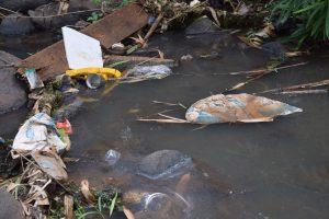 MNE, Océa Consult', cabot à nageoires rouges, rivières, Mayotte