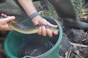MNE, Océa Consult', cabot à nageoires rouges, rivières, Mayotte, RESTOCOR