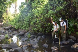 MNE, Océa Consult', cabot à nageoires rouges, rivières, Mayotte