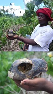 Braconnage, Oulanga Na Nyamba, tortues marines, Chido, Mayotte