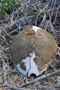Braconnage, Oulanga Na Nyamba, tortues marines, Chido, Mayotte