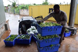 UCOOPAM, COOPAC, Combani, agriculture, producteurs, fruits, légumes, Mayotte