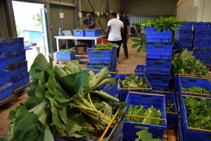 UCOOPAM, COOPAC, Combani, agriculture, producteurs, fruits, légumes, Mayotte