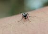 Chikungunya : deux nouveaux cas recensés Mayotte, moustique, Chikungunya,