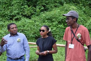 Abeilles, FMAE, Département, Mayotte