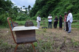 Abeilles, FMAE, Département, Mayotte