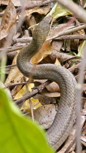 Abeilles, FMAE, Département, Mayotte