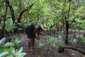 Jardin Océanique de Mayotte, mangrove, palétuviers, protection, Mayotte