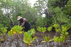 Jardin Océanique de Mayotte, mangrove, palétuviers, protection, Mayotte