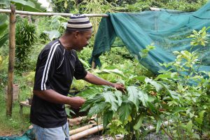 Conservatoire botanique de Mascarin, Dembéni, pépinière, Mayotte