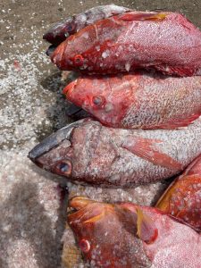 Pêche, M'tsapéré, blocage, vente, pécheur, Mayotte