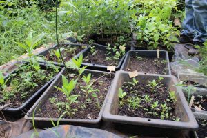 Conservatoire botanique de Mascarin, Dembéni, pépinière, Mayotte