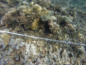 Poissons, coraux, récif, lagon, BTS, GPN, Mayotte, observation, biodiversité, Parc Naturel Marin, Mayotte, tombant