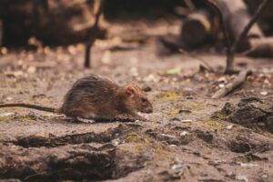 Rat, rongeur, hantavirus,