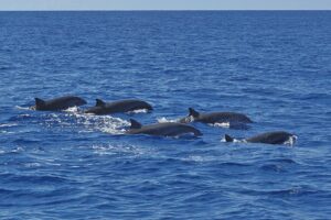 Ceta’Maore, lagon, enfants, collégiens, non-scolarisation, découverte, mammifères marins, bateaux, ambassadeurs lagons, Mayotte