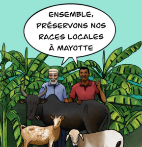 Mayotte, BD, Cirad, EDAME, réseau RITA Mayotte, agriculture, élevage,