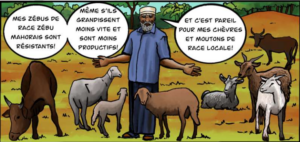 Mayotte, BD, Cirad, EDAME, réseau RITA Mayotte, agriculture, élevage,