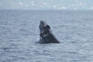 Mayotte, baleine à bosse,