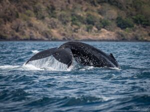 Mayotte, baleine à bosse, 