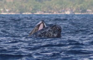 Mayotte, baleine à bosse,