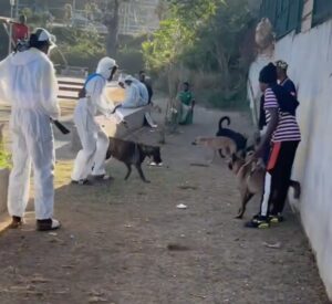 Mayotte, délinquants, dakous, chiens, Kawéni,