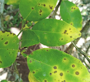 Mayotte, agrume, plant, agriculture, production, fruits, RITA, Cirad,