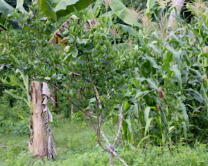 Mayotte, agrume, plant, agriculture, production, fruits, RITA, Cirad,