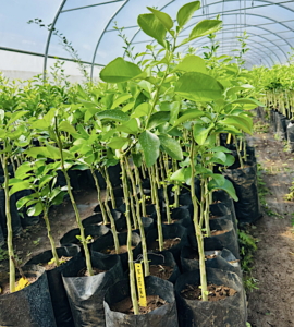 Mayotte, agrume, plant, agriculture, production, fruits, RITA, Cirad,