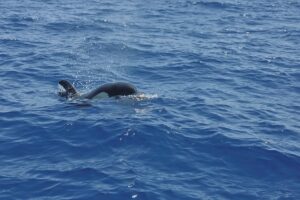 Mayotte, orque, Ceta'Maore,