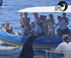 Mayotte, orque, bateaux, Ceta'Maore, 